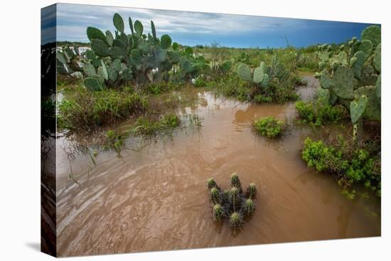 Water flooding across Prickly pear landscape, South Texas-Karine Aigner-Premier Image Canvas