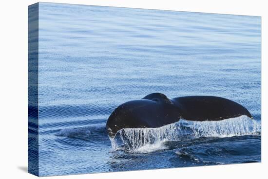 Water flows off a humpback whale's tail as it prepares to dive, British Columbia.-Brenda Tharp-Premier Image Canvas