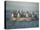 Water Horses VI-PHBurchett-Stretched Canvas