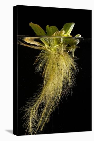 Water lettuce with submerged roots in aquarium-Adrian Davies-Premier Image Canvas