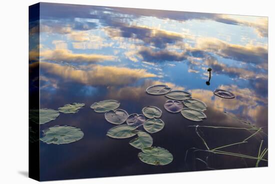 Water Lilies and Cloud Reflection on Lang Pond, Northern Forest, Maine-Jerry & Marcy Monkman-Premier Image Canvas