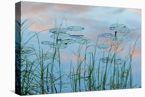 Water Lilies and Clouds, Lone Jack Pond, Northern Forest, Maine-Jerry & Marcy Monkman-Premier Image Canvas