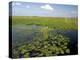 Water Lilies and Sawgrass in the Florida Everglades, Florida, USA-David R. Frazier-Premier Image Canvas