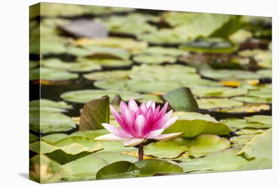 Water lilies blooming and lily pads in a pond.-Tom Haseltine-Premier Image Canvas