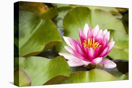 Water lilies blooming and lily pads in a pond.-Tom Haseltine-Premier Image Canvas