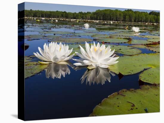 Water Lilies, Caddo Lake, Texas, USA-Larry Ditto-Premier Image Canvas