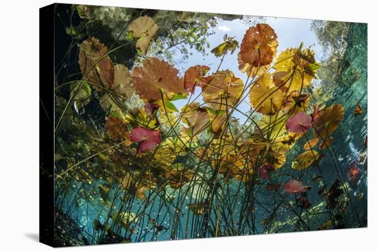 Water lilies, Cenote Nicte-Ha, Yucatan Peninsula, Mexico-Franco Banfi-Premier Image Canvas