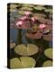 Water Lilies, Goa, India-R H Productions-Premier Image Canvas