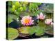 Water Lilies in Pool at Darioush Winery, Napa Valley, California, USA-Julie Eggers-Premier Image Canvas