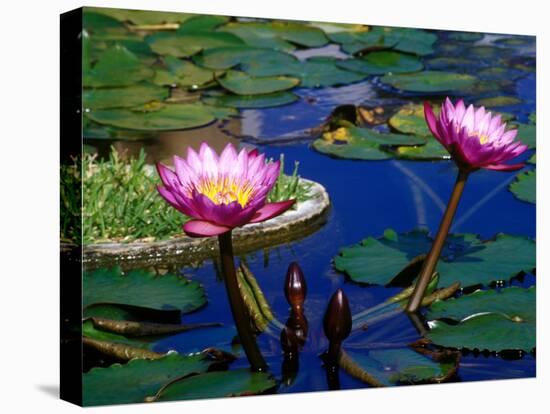 Water Lilies in Reflecting Pool at Palm Grove Gardens, Barbados-Greg Johnston-Premier Image Canvas