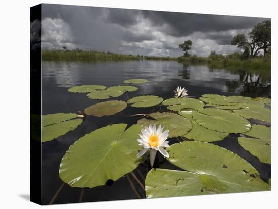 Water Lilies (Nymphaea Lotus) Along Kwando River During Rainy Season, Namibia, Africa-Paul Souders-Premier Image Canvas