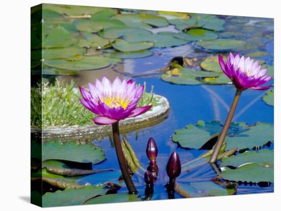 Water Lilies with Blooms, Caribbean-Greg Johnston-Premier Image Canvas