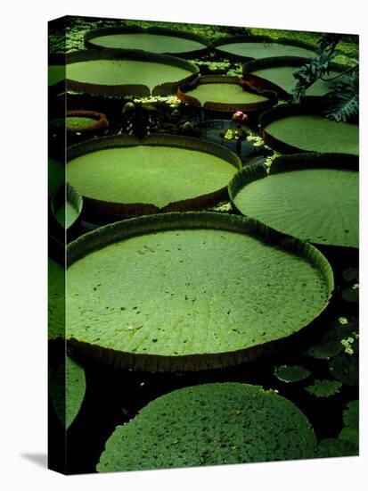 Water Lilies-Vaughan Fleming-Premier Image Canvas