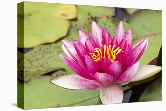 Water lilly bloom and lily pads in a pond.-Tom Haseltine-Premier Image Canvas