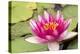Water lilly bloom and lily pads in a pond.-Tom Haseltine-Premier Image Canvas