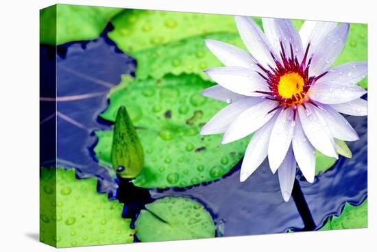 Water Lilly II-Jan Michael Ringlever-Stretched Canvas