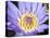 Water Lilly, Kansas, USA-Michael Scheufler-Premier Image Canvas