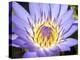 Water Lilly, Kansas, USA-Michael Scheufler-Premier Image Canvas