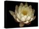 Water Lily A1: Yello & White Water Lily-Doris Mitsch-Premier Image Canvas