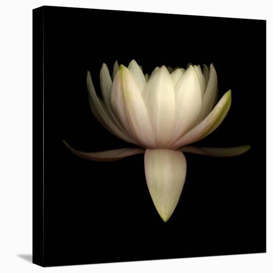 Water Lily A11: pink & white water lily-Doris Mitsch-Premier Image Canvas
