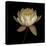 Water Lily A12 Water Lily Blooming-Doris Mitsch-Premier Image Canvas