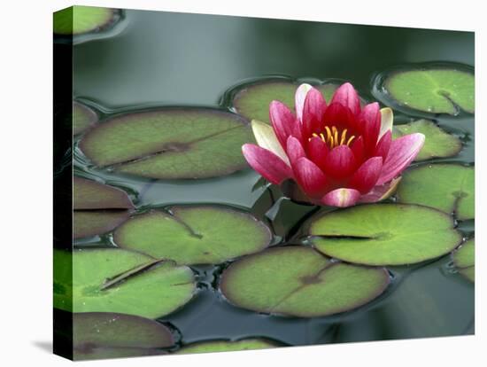 Water Lily and Pods at the Woodland Park Zoo Rose Garden, Washington, USA-Jamie & Judy Wild-Premier Image Canvas