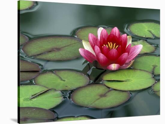 Water Lily and Pods at the Woodland Park Zoo Rose Garden, Washington, USA-Jamie & Judy Wild-Premier Image Canvas
