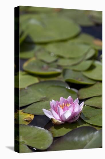 Water Lily at Rapaura Water Gardens-Stuart-Premier Image Canvas