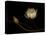 Water Lily B: Floating Water Lily Blossom-Doris Mitsch-Premier Image Canvas