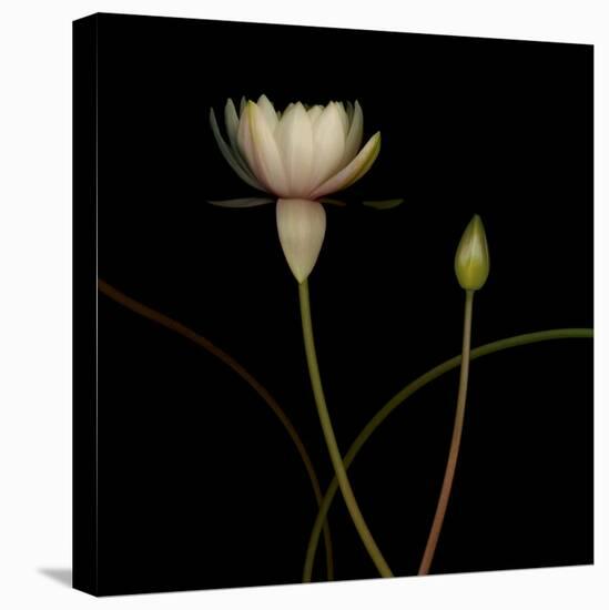 Water Lily D: Rising Water Lily-Doris Mitsch-Premier Image Canvas