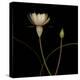 Water Lily D: Rising Water Lily-Doris Mitsch-Premier Image Canvas