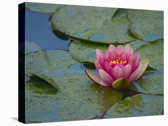 Water Lily in the Japanese Gardens, Washington Arboretum, Seattle, Washington, USA-Darrell Gulin-Premier Image Canvas