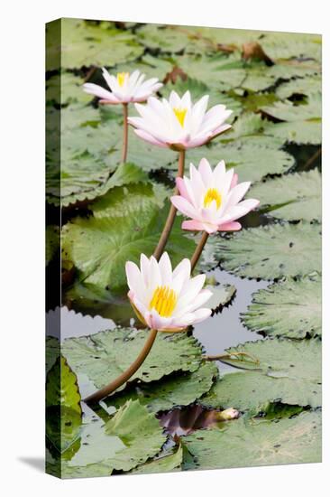 Water Lily (Lotus) and Leaf in Pond-chomnancoffee-Premier Image Canvas