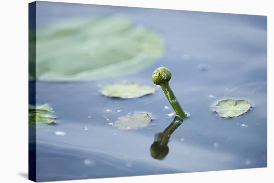 Water lily, Nymphaea 'Attraction', bud-David & Micha Sheldon-Stretched Canvas