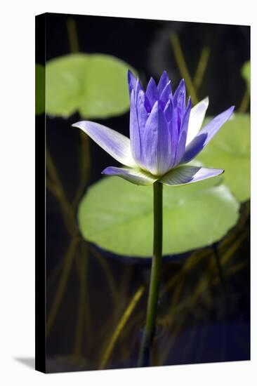 Water Lily (Nymphaea Sp.)-Lawrence Lawry-Premier Image Canvas