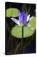 Water Lily (Nymphaea Sp.)-Lawrence Lawry-Premier Image Canvas