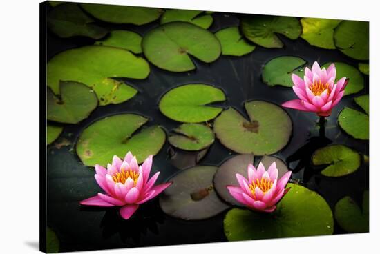 Water Lily Pond in Park-null-Stretched Canvas