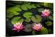 Water Lily Pond in Park-null-Stretched Canvas