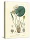 Water Lily - Vintage Botanical Illustration, 1837-PIerre Jean Francis Turpin-Stretched Canvas