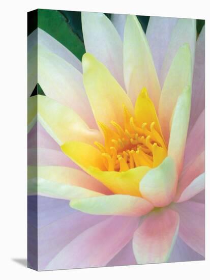 Water Lily-Jim Christensen-Premier Image Canvas