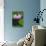 Water Lily-Tony Camacho-Premier Image Canvas displayed on a wall