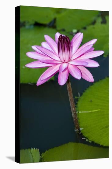 Water Lily-Tony Camacho-Premier Image Canvas