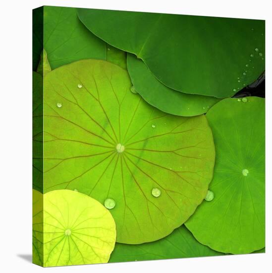 Water Lily-null-Premier Image Canvas