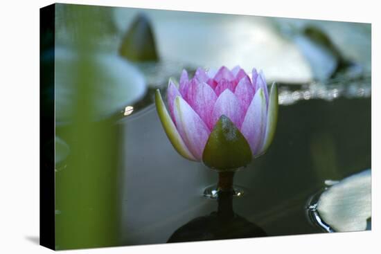 Water lily-Michael Scheufler-Premier Image Canvas