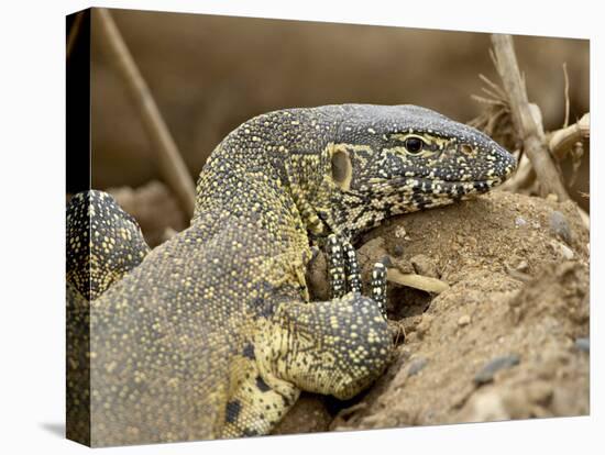 Water Monitor, Kruger National Park, South Africa, Africa-James Hager-Premier Image Canvas