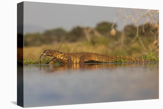 Water Monitor (Leguaan) (Varanus Niloticus), Zimanga Private Game Reserve, Kwazulu-Natal, Africa-Ann & Steve Toon-Premier Image Canvas