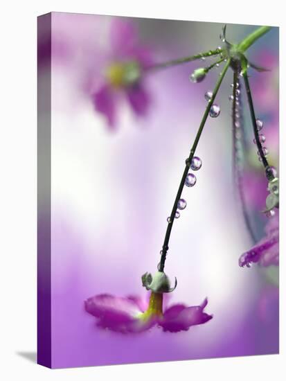 Water Pearls-Heidi Westum-Premier Image Canvas