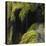 Water Running down Vegetation Covered Rocks-Micha Pawlitzki-Premier Image Canvas