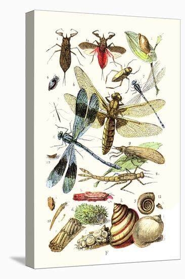 Water Scorpion, Water Boatman, Dragonfly-James Sowerby-Stretched Canvas