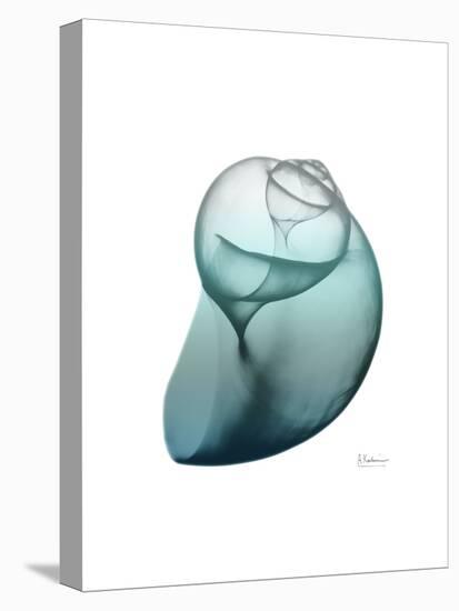 Water Snail 3-Albert Koetsier-Stretched Canvas